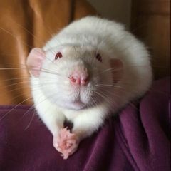 pet rats
