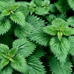 (N) Stinging Nettle seeds 0.1g (183178)