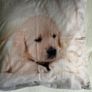 cushion cover Image 2
