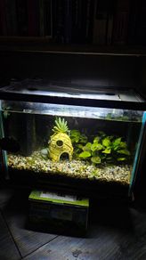 Fully cycled fish tank