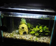 Fully cycled fish tank
