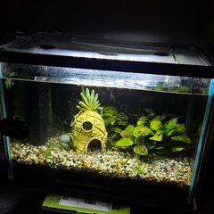 Fully cycled fish tank