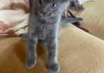 Kittens for Rehoming