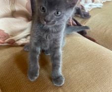 Kittens for Rehoming
