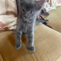 Kittens for Rehoming