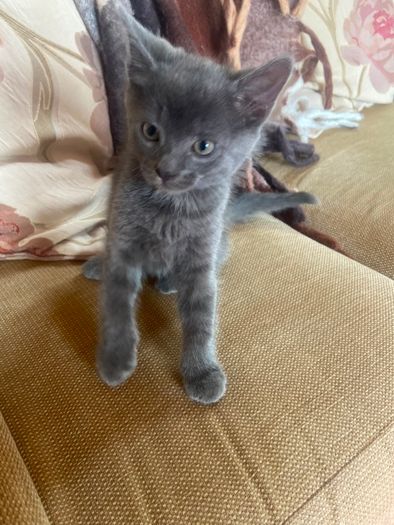Kittens for Rehoming