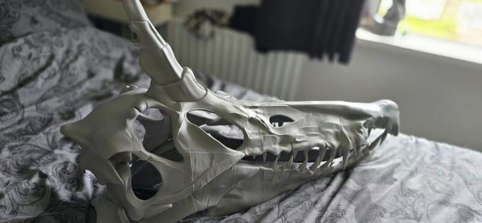 Spinosaurus Skull