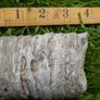 Big Coral fossil w/ complete silicification, mineral replacement, calcium carbonate to silica. Image 2