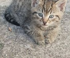 2 kittens for adoption