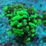 toxic green blochy hammer coral Image 4