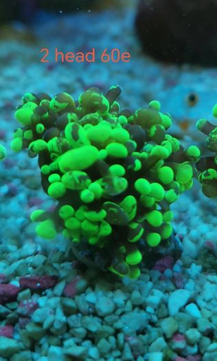 toxic green blochy hammer coral