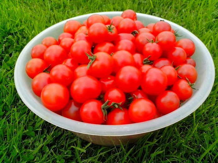 Red Cocktail Tomato "Idyll" Seeds- Lycopersicon esculentum Mill