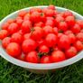 Red Cocktail Tomato "Idyll" Seeds- Lycopersicon esculentum Mill Image 2