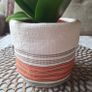 Beautiful Sansevieria Hahnii in decorative pot Image 2