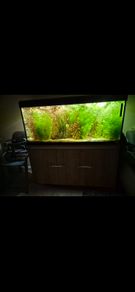 fish tank fluval roma 240l