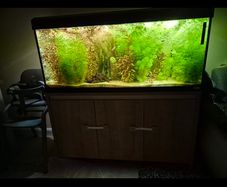 fish tank fluval roma 240l