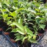 Portuguese Laurel Hedging Plants Image 5