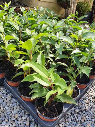 Portuguese Laurel Hedging Plants