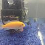 fish tank Image 9