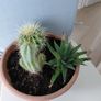 Cactus pot Image 2