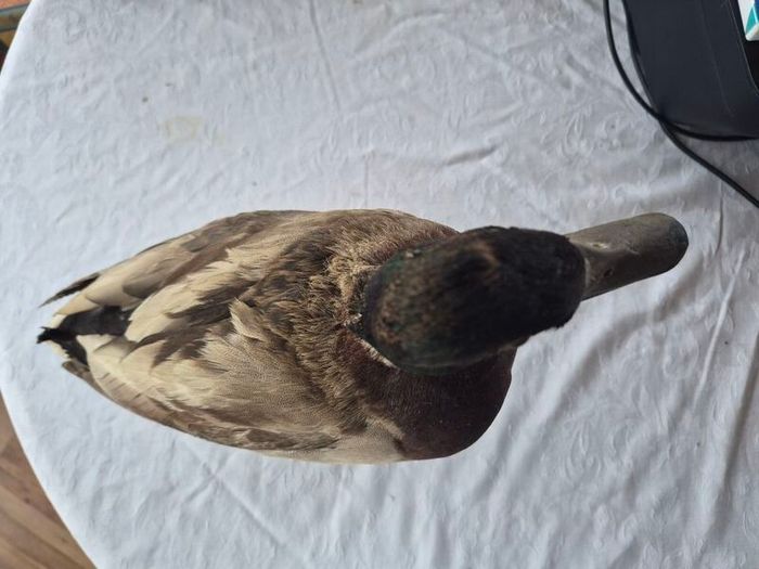 Vintage Taxidermy Mallard Duck