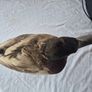 Vintage Taxidermy Mallard Duck Image 4