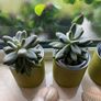 Succulents Plants in can Image 3