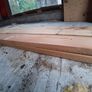 Douglas fir Image 10