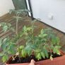 tomato plants for sale Image 2