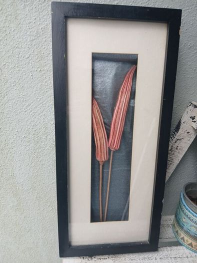 Stunning framed Okra Pods Picture