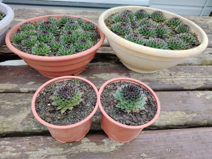 Succulent Plant