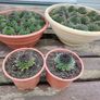 Succulent Plant Image 3