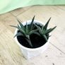 Haworthia succulents Image 7