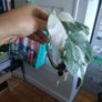 monstera albo Image 5