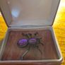 Spider Brooch Image 2