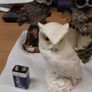 Owl collection Image 4