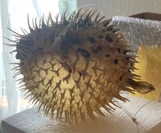 Vintage puffer fish
