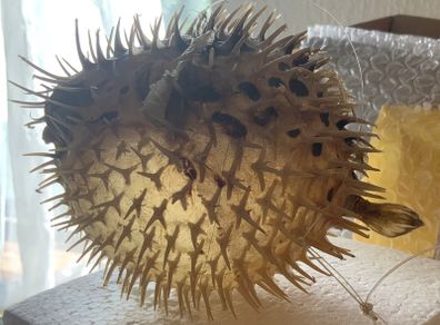 Vintage puffer fish