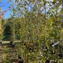 Native and non Native Trees Image 10