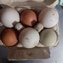fresh free range eggs Image 5