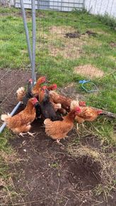 9 lovely hens for sale