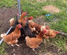 9 lovely hens for sale