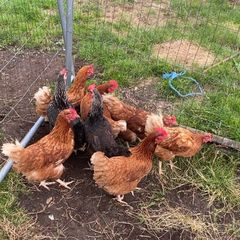 9 lovely hens for sale