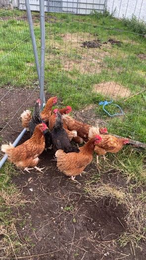 9 lovely hens for sale