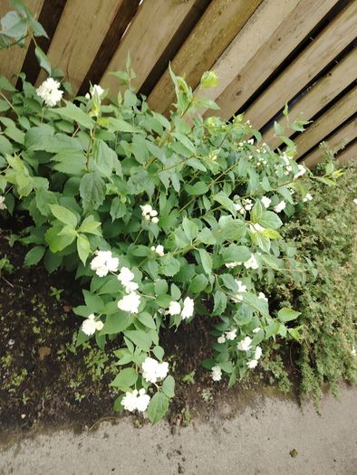 Bush