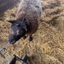 Super pedigree 5 star rams for sale Image 2
