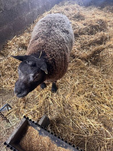 Super pedigree 5 star rams for sale