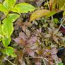 Large Shrubs, Garden Plants Image 5