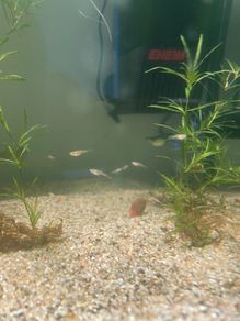 Guppy Fries