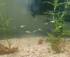 Guppy Fries